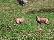 13 Camosci in altoalto al maxi- zoom